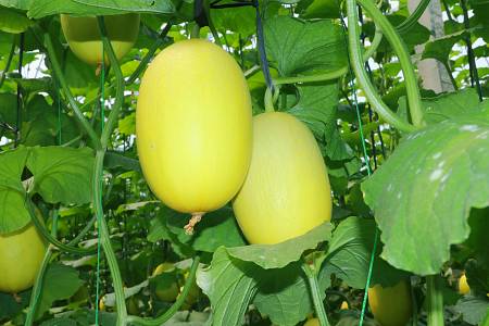 Melon Premium Pilihan