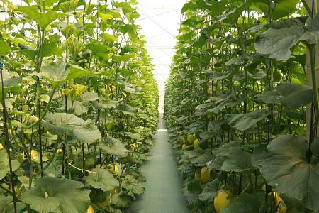 Jelajahi GreenHouse Kami